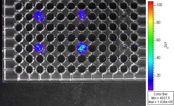 96 well plate ultrasound exposure configuration - High throughput screening capability